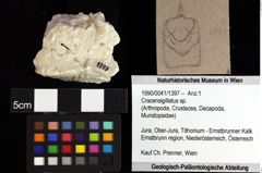 Foto (Objket + Etiketten) von Cracensigillatus sp. 